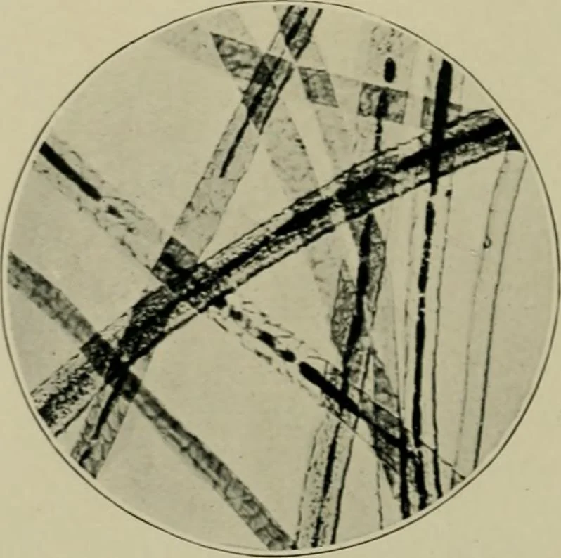 An illustration from A manual of dyeing: for the use of practical dyers, manufacturers, students, and all interested in the art of dyeing, 1910, leaf 63