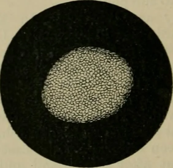An illustration from A manual of dyeing: for the use of practical dyers, manufacturers, students, and all interested in the art of dyeing, 1910, leaf 69