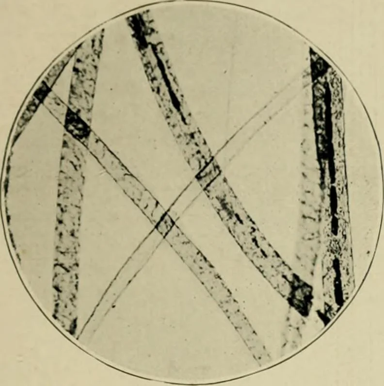 An illustration from A manual of dyeing: for the use of practical dyers, manufacturers, students, and all interested in the art of dyeing, 1910, leaf 70