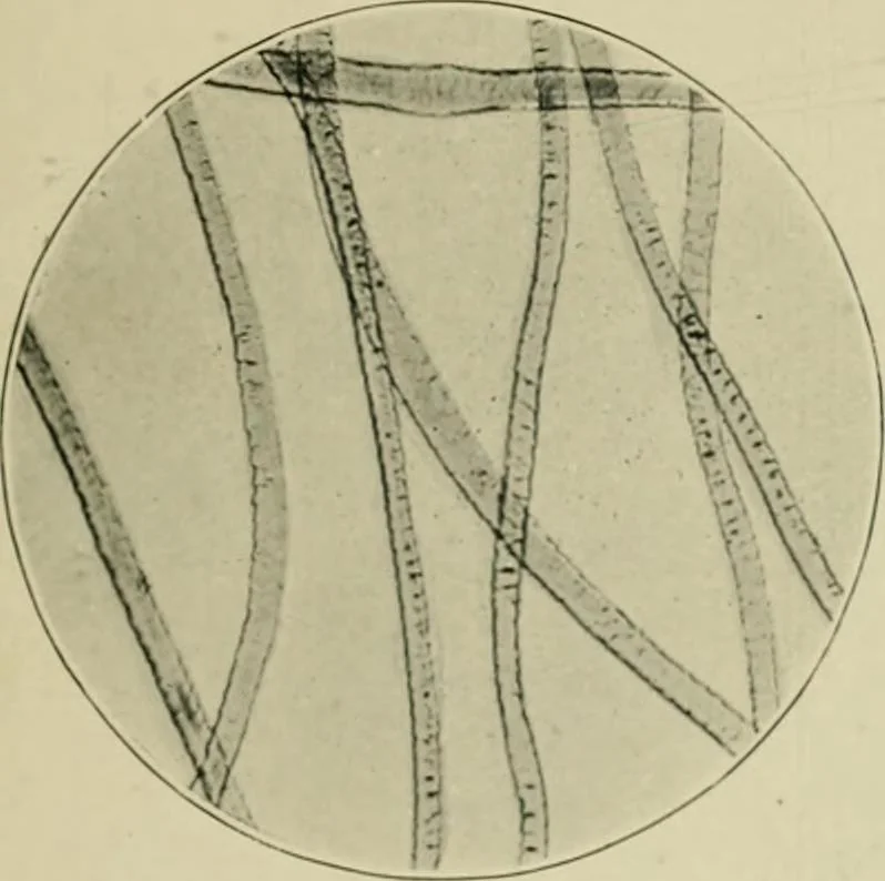 An illustration from A manual of dyeing: for the use of practical dyers, manufacturers, students, and all interested in the art of dyeing, 1910, leaf 70