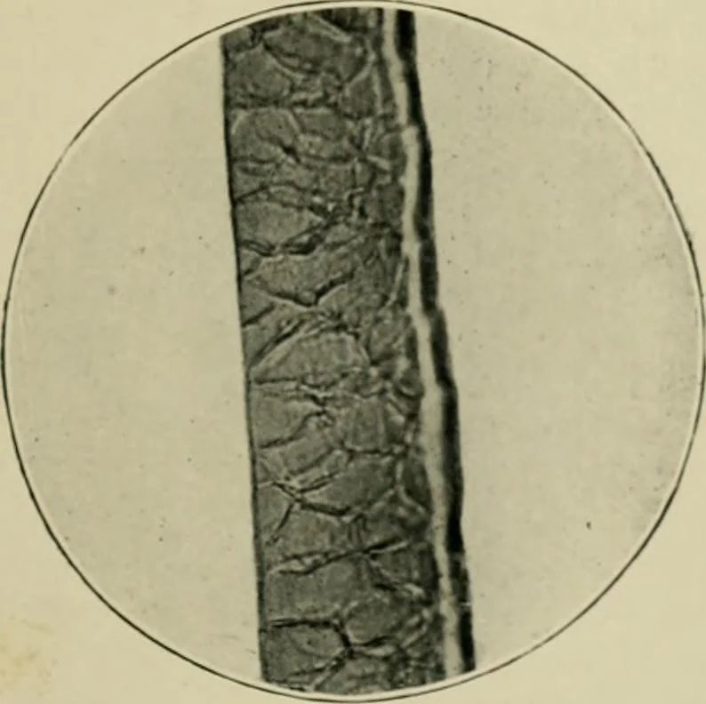 An illustration from A manual of dyeing: for the use of practical dyers, manufacturers, students, and all interested in the art of dyeing, 1910, leaf 70