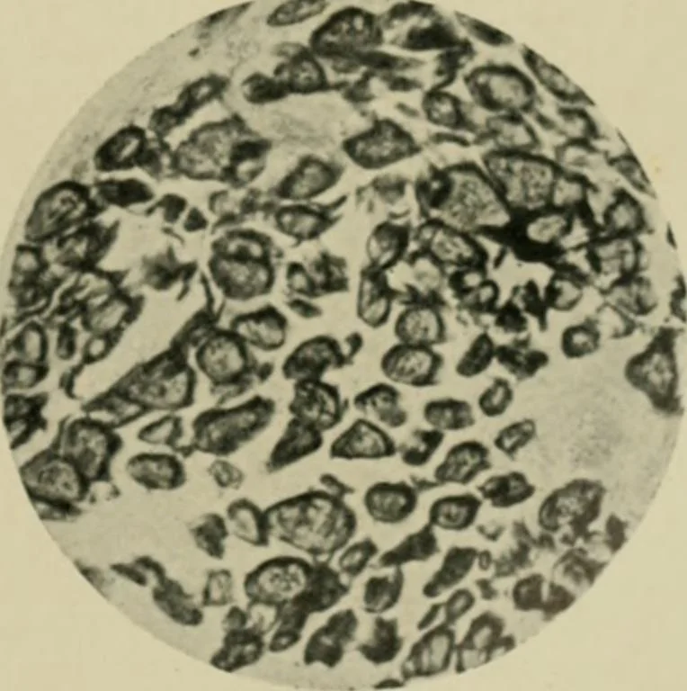 An illustration from A manual of dyeing: for the use of practical dyers, manufacturers, students, and all interested in the art of dyeing, 1910, leaf 86