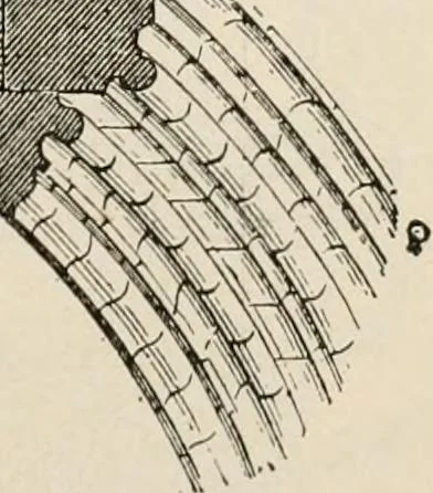 An illustration from Manual of ecclesiastical architecture. Comprising a study of its various styles, the chronological arrangements of its elements, and its relation to Christian worship, 1897, leaf 262