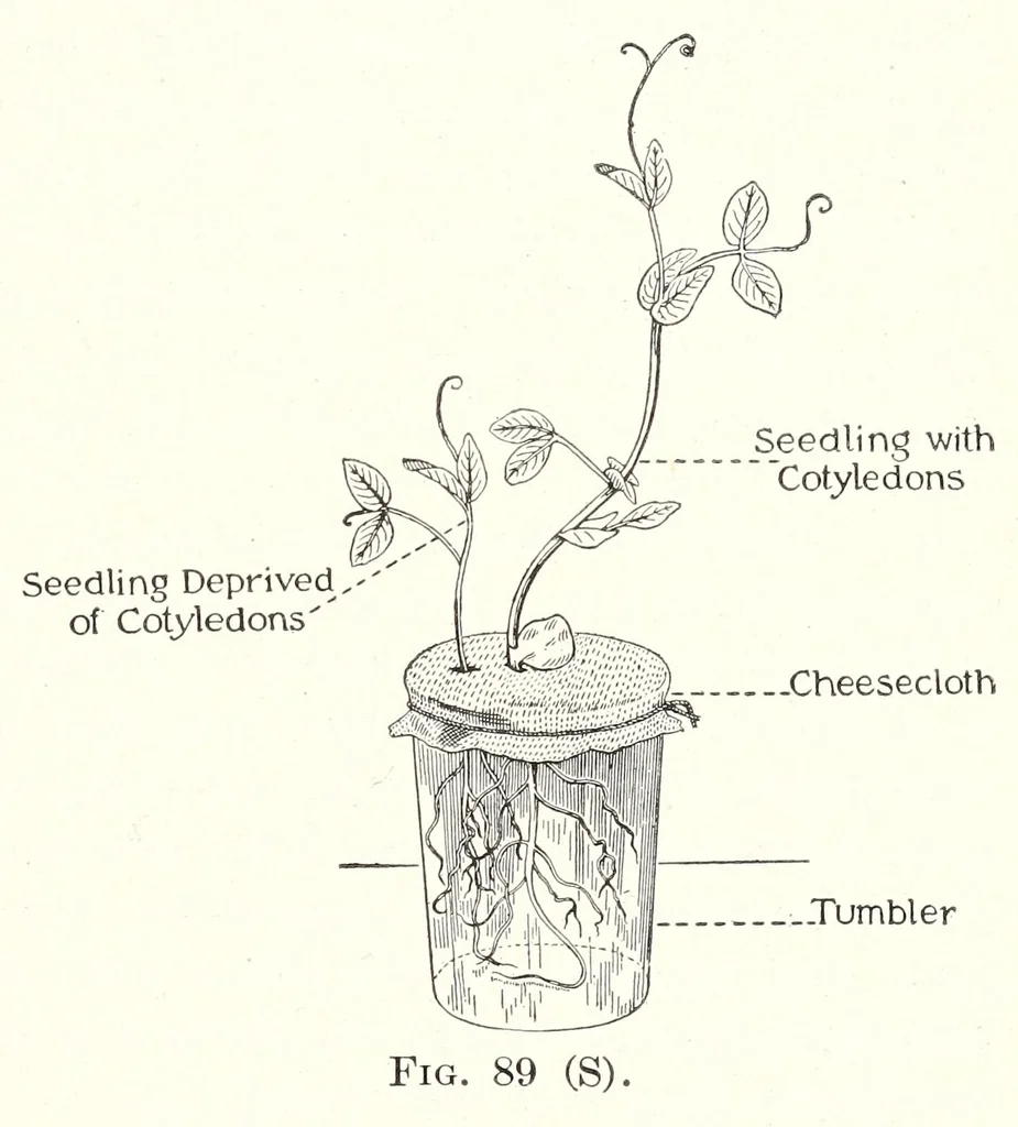An illustration from A Manual of Experiments in Elementary Science: Teacher's Edition, 1918, leaf 171