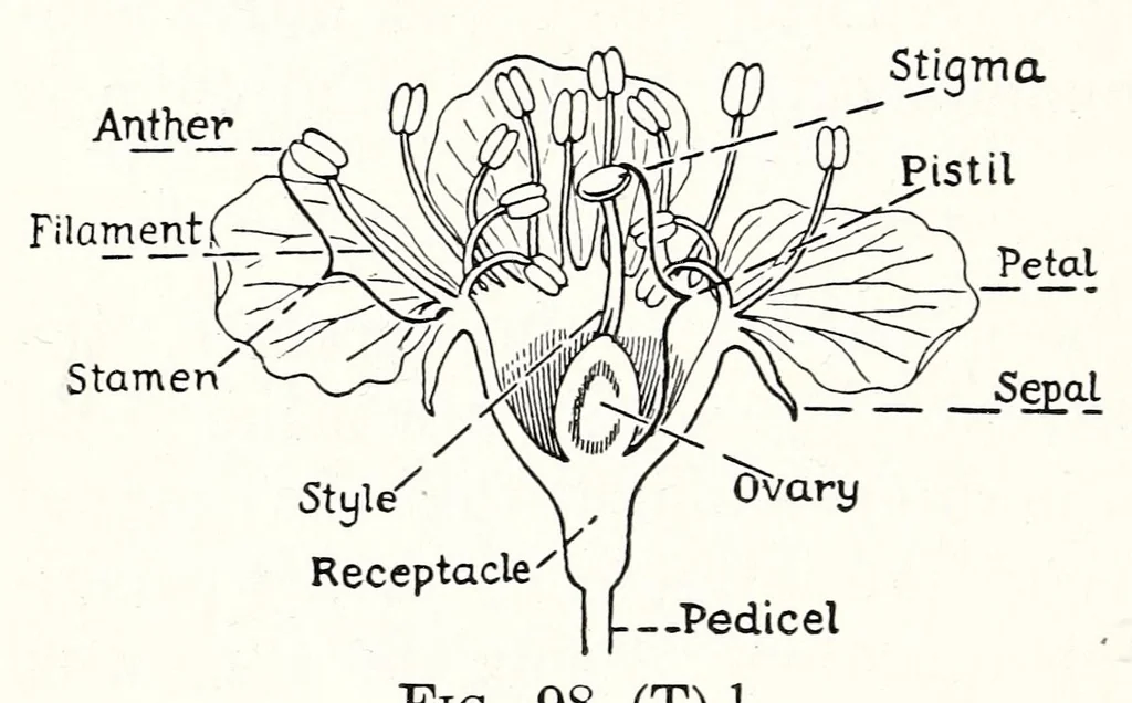 An illustration from A Manual of Experiments in Elementary Science: Teacher's Edition, 1918, leaf 190