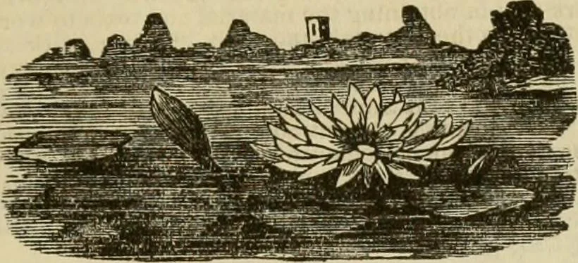 An illustration from Manual of needlework. Teaching how to do Kensington, applique, cretonne, roman, cross-stitch, outline and other embroideries .., 1883, leaf 112
