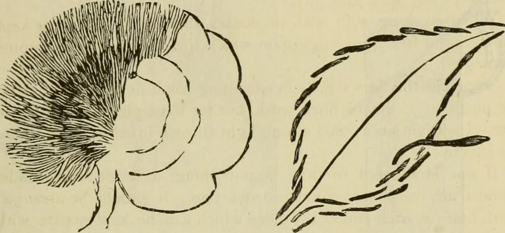 An illustration from Manual of needlework. Teaching how to do Kensington, applique, cretonne, roman, cross-stitch, outline and other embroideries .., 1883, leaf 22