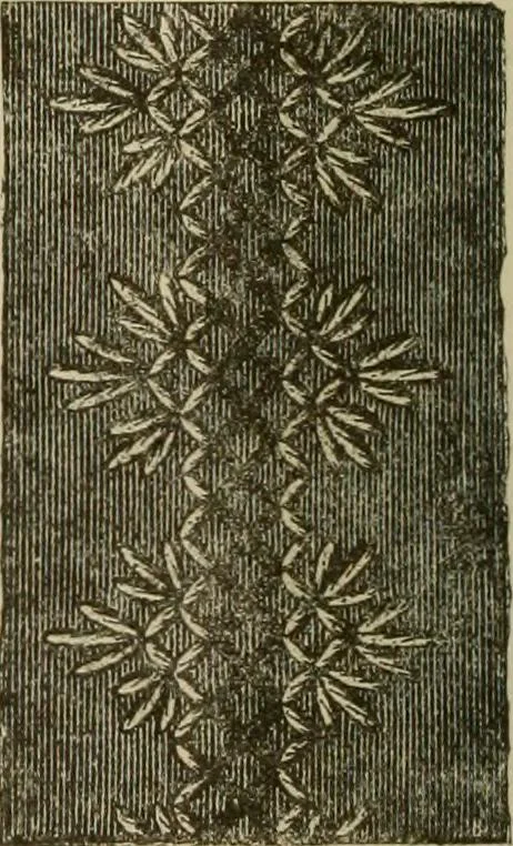 An illustration from Manual of needlework. Teaching how to do Kensington, applique, cretonne, roman, cross-stitch, outline and other embroideries .., 1883, leaf 29
