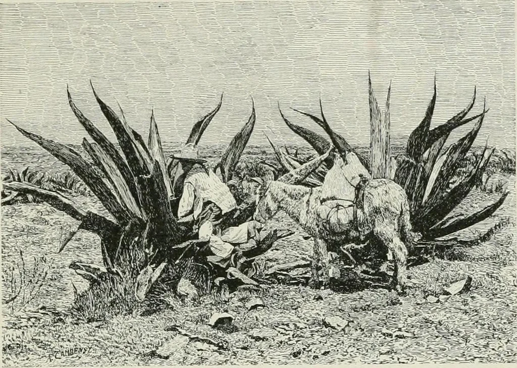 An illustration from A manual of photo-engraving : containing practical instructions for producing photo-engraved plates in relief-line and half-tone with chapters on dry plate development and half-tone color work, 1896, leaf 64