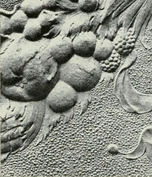 An illustration from A manual of photo-engraving : containing practical instructions for producing photo-engraved plates in relief-line and half-tone with chapters on dry plate development and half-tone color work, 1896, leaf 80