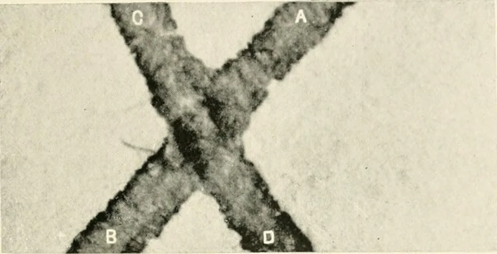 An illustration from A manual of the study of documents to establish the individual character of handwriting and to detect fraud and forgery, including several new methods of research, 1894, leaf 64