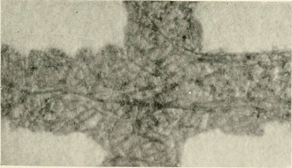 An illustration from A manual of the study of documents to establish the individual character of handwriting and to detect fraud and forgery, including several new methods of research, 1894, leaf 64