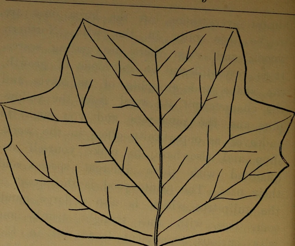 An illustration from Manual training : first lessons in wood-working, 1888, leaf 113