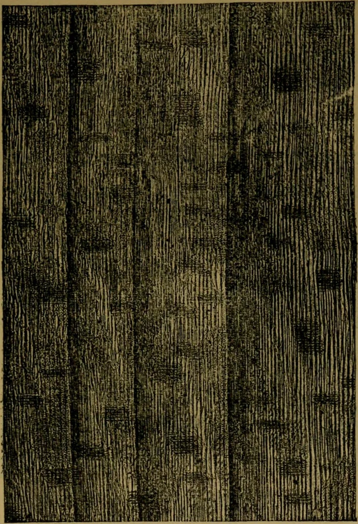 An illustration from Manual training : first lessons in wood-working, 1888, leaf 30