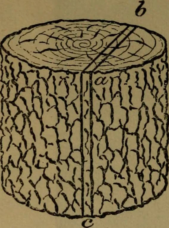 An illustration from Manual training : first lessons in wood-working, 1888, leaf 31