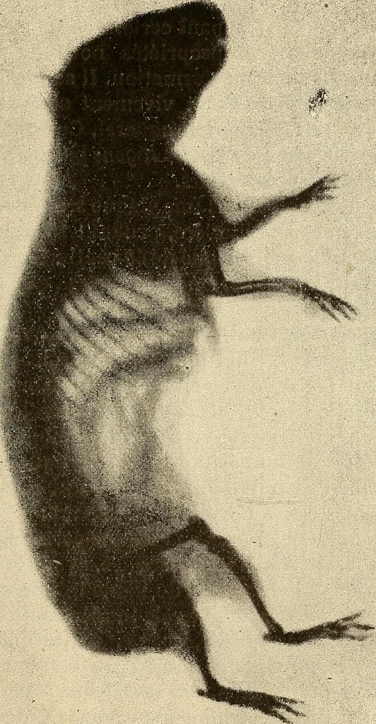 An illustration from Manuel de radioscopie et de radiographie par l'emploi des rayons X, 1900, leaf 20