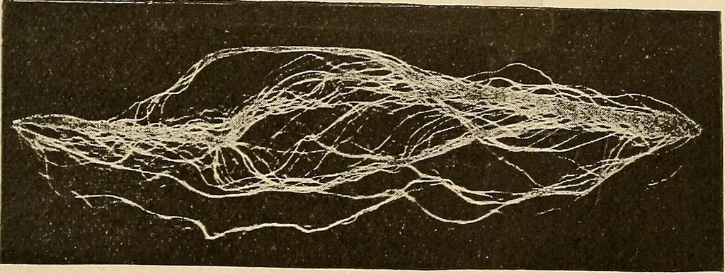 An illustration from Manuel de radioscopie et de radiographie par l'emploi des rayons X, 1900, leaf 42