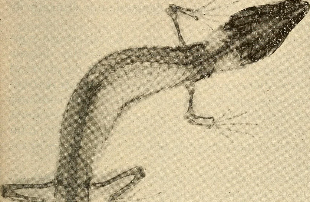An illustration from Manuel de radioscopie et de radiographie par l'emploi des rayons X, 1900, leaf 52