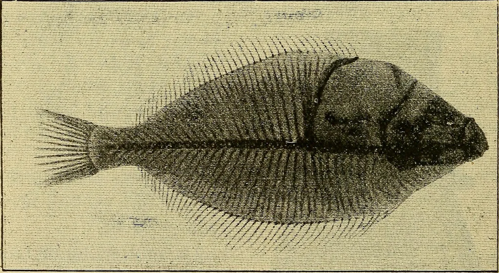 An illustration from Manuel de radioscopie et de radiographie par l'emploi des rayons X, 1900, leaf 63