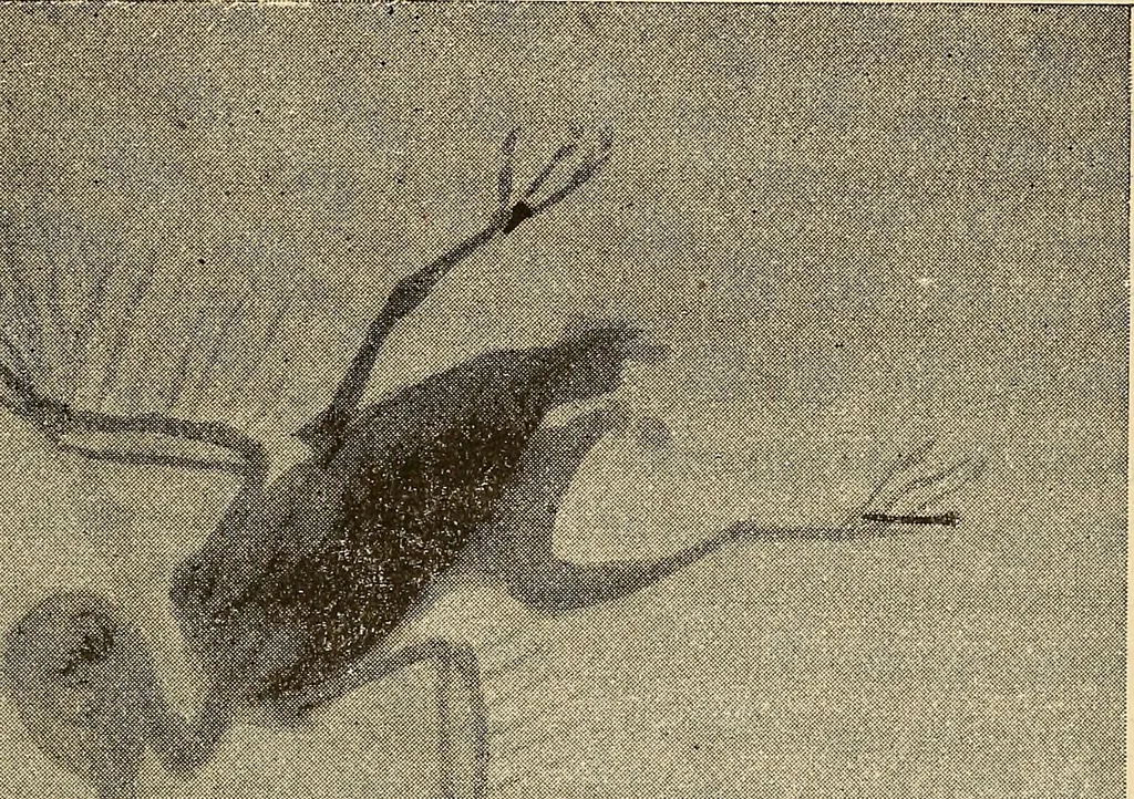 An illustration from Manuel de radioscopie et de radiographie par l'emploi des rayons X, 1900, leaf 72
