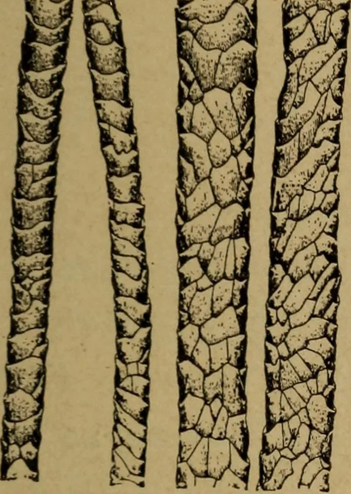 An illustration from Manufacture of narrow woven fabrics, ribbons, trimmings, edgings, etc., giving description of the various yarns used. The construction of weaves and novelties in fabric structures, also descriptive matter as to looms, etc, 1917, leaf 226