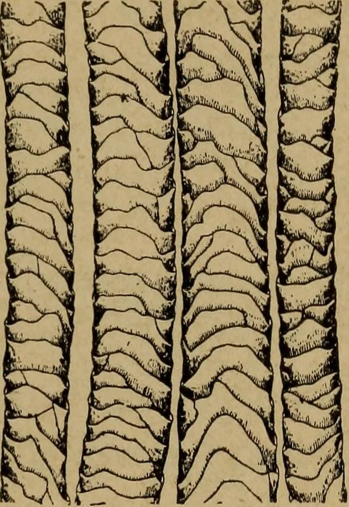 An illustration from Manufacture of narrow woven fabrics, ribbons, trimmings, edgings, etc., giving description of the various yarns used. The construction of weaves and novelties in fabric structures, also descriptive matter as to looms, etc, 1917, leaf 226