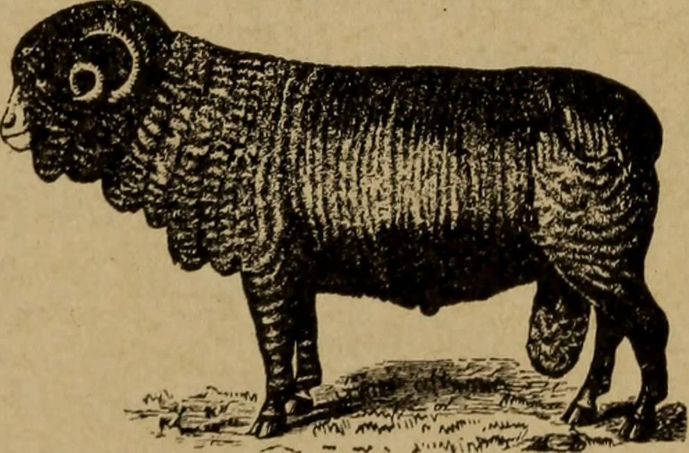 An illustration from Manufacture of narrow woven fabrics, ribbons, trimmings, edgings, etc., giving description of the various yarns used. The construction of weaves and novelties in fabric structures, also descriptive matter as to looms, etc, 1917, leaf 226