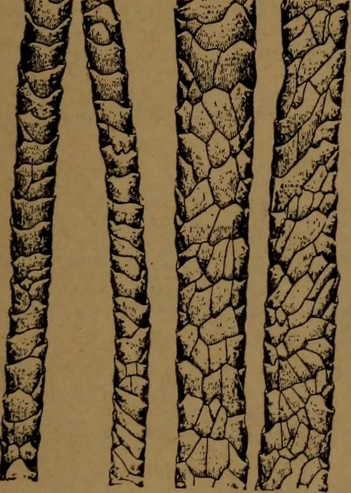 An illustration from Manufacture of narrow woven fabrics, ribbons, trimmings, edgings, etc., giving description of the various yarns used. The construction of weaves and novelties in fabric structures, also descriptive matter as to looms, etc, 1917, leaf 222