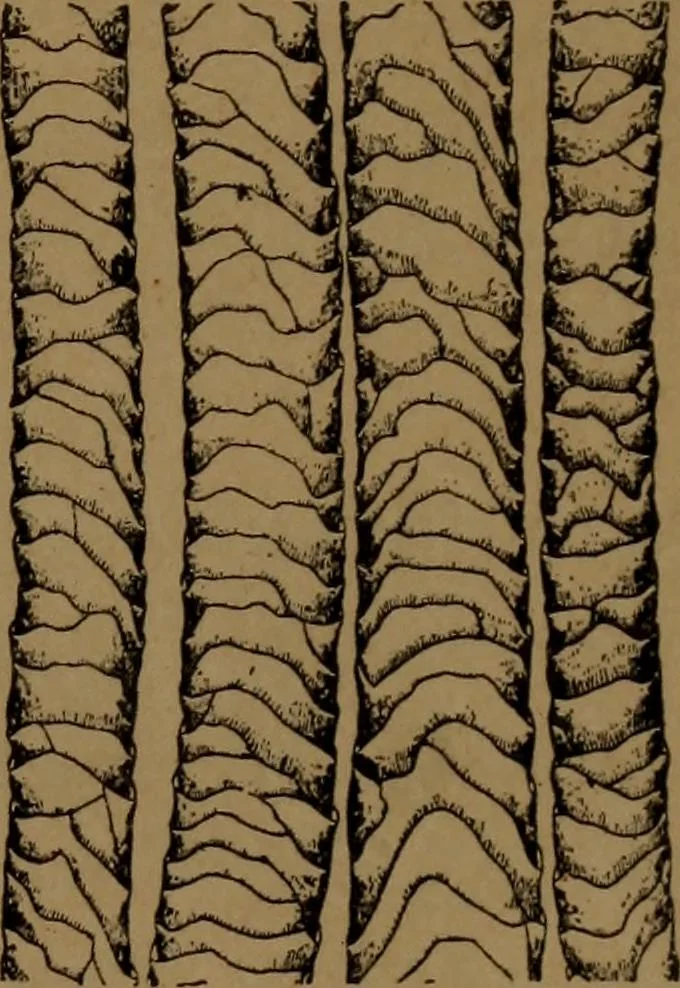 An illustration from Manufacture of narrow woven fabrics, ribbons, trimmings, edgings, etc., giving description of the various yarns used. The construction of weaves and novelties in fabric structures, also descriptive matter as to looms, etc, 1917, leaf 222