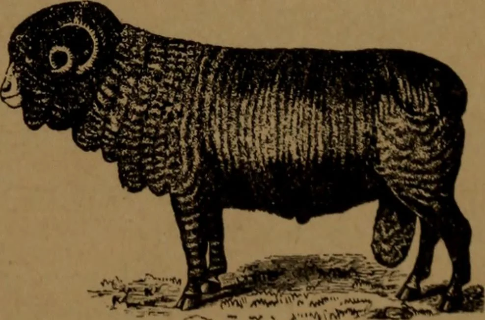 An illustration from Manufacture of narrow woven fabrics, ribbons, trimmings, edgings, etc., giving description of the various yarns used. The construction of weaves and novelties in fabric structures, also descriptive matter as to looms, etc, 1917, leaf 222