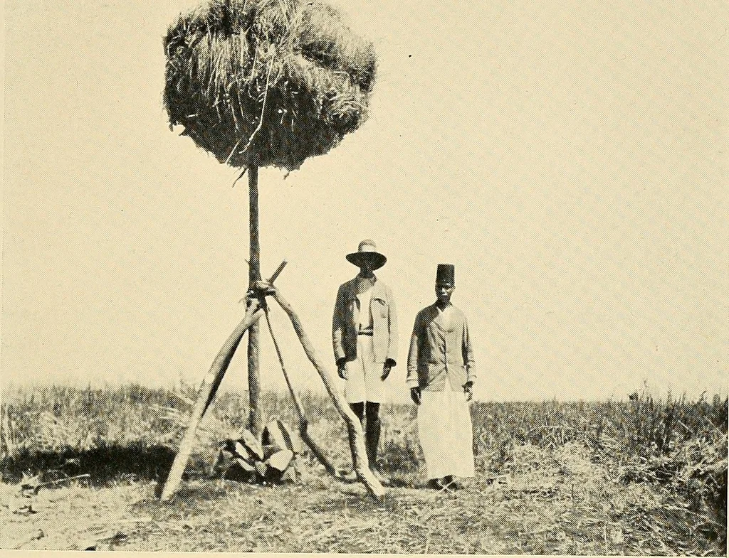 An illustration from Maps and survey, 1913, leaf 194
