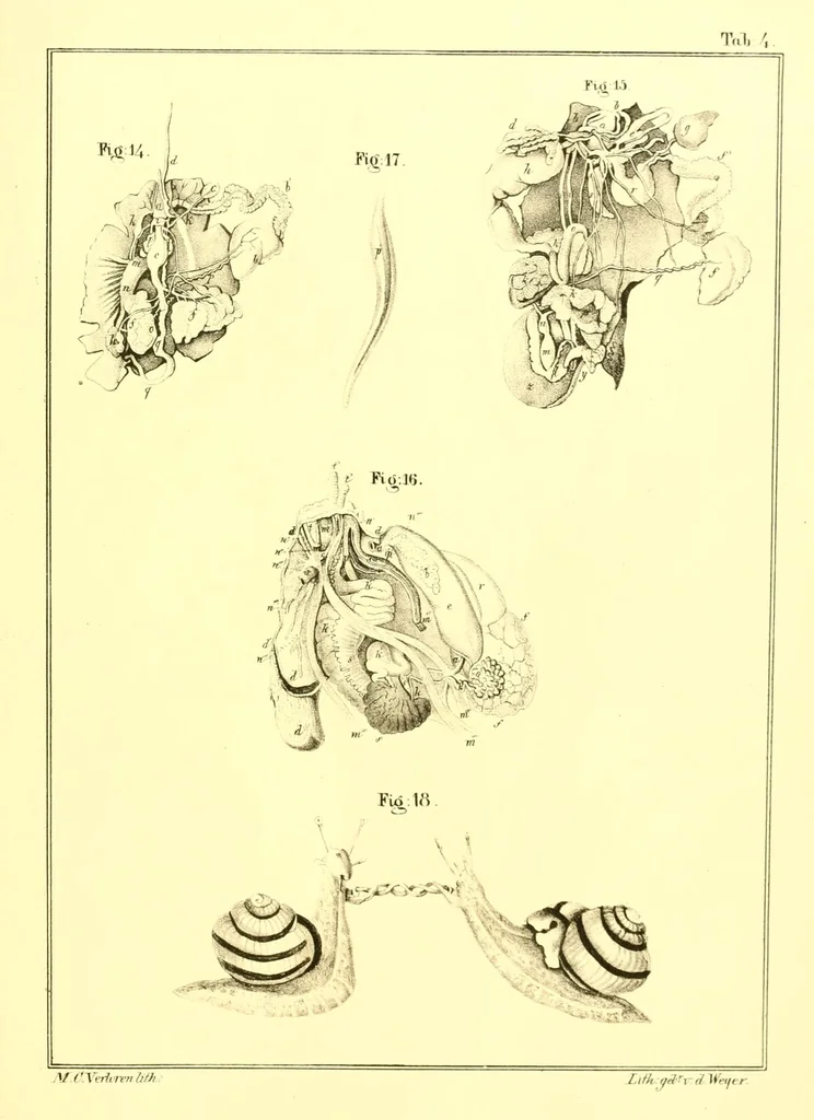 An illustration from Margareti Cornelii Verloren, Rheno-Trajectini : Responsio ad quaestionem zoölogicam, ab ordine nobilissimo disciplinarum mathematicarum et physicarum in Academia Lugduno-Batava A. MDCCCXXXVI propositam, 1837, leaf 73