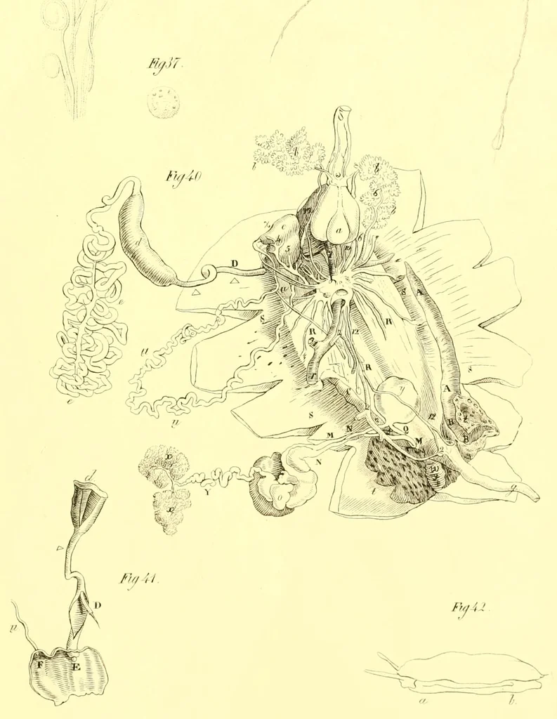 An illustration from Margareti Cornelii Verloren, Rheno-Trajectini : Responsio ad quaestionem zoölogicam, ab ordine nobilissimo disciplinarum mathematicarum et physicarum in Academia Lugduno-Batava A. MDCCCXXXVI propositam, 1837, leaf 77