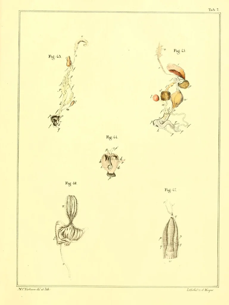 An illustration from Margareti Cornelii Verloren, Rheno-Trajectini : Responsio ad quaestionem zoölogicam, ab ordine nobilissimo disciplinarum mathematicarum et physicarum in Academia Lugduno-Batava A. MDCCCXXXVI propositam, 1837, leaf 79