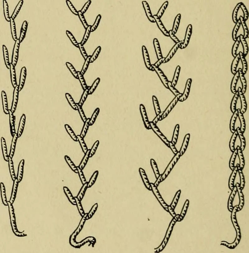 An illustration from Margaret J. Blair's system of sewing and garment drafting, 1904, leaf 43
