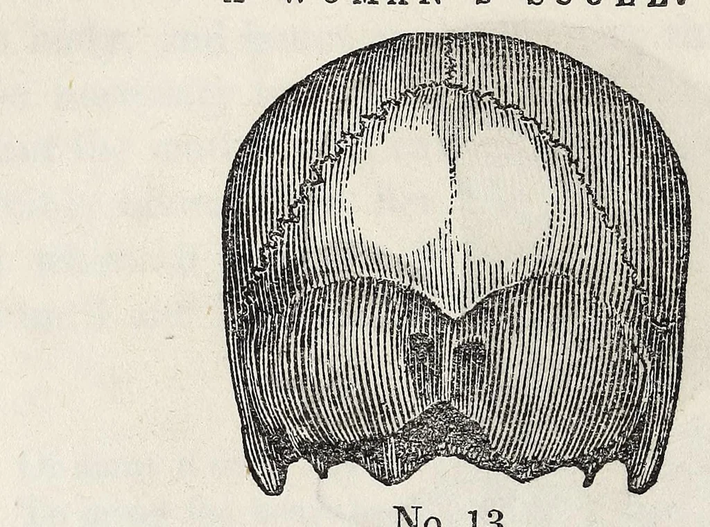 An illustration from Marriage : its history and ceremonies : with a phrenological and physiological exposition of the functions and qualifications for happy marriages, 1847, leaf 108
