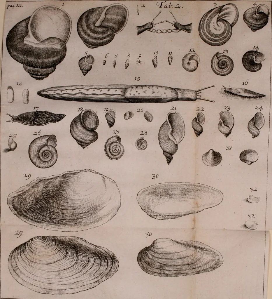 An illustration from Martini Lister e Societate Regia Londini Historiae animalium Angliae tres tractatus : unus de araneis : alter de cochleis tum terrestribus tum fluviatilibus : tertius de cochleis marinis : quibus adjectus est quartus de lapidibus ejusdem insulae ad cochlearum quandam imaginem figuratis : memoriae & rationi, 1678, leaf 127