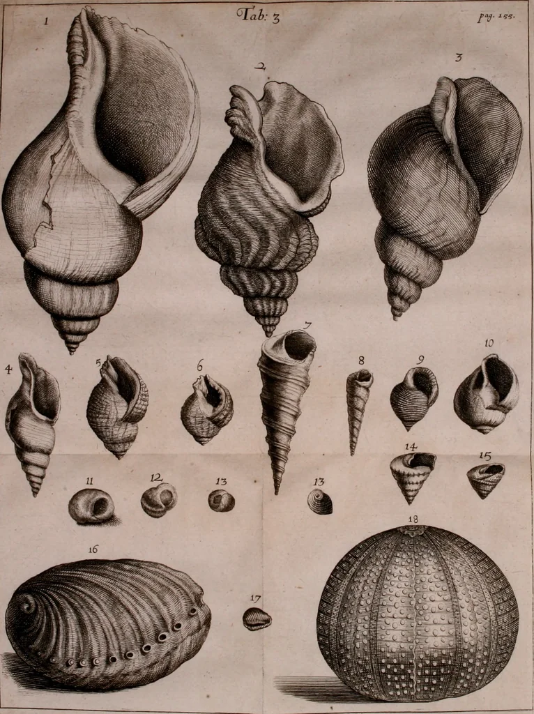 An illustration from Martini Lister e Societate Regia Londini Historiae animalium Angliae tres tractatus : unus de araneis : alter de cochleis tum terrestribus tum fluviatilibus : tertius de cochleis marinis : quibus adjectus est quartus de lapidibus ejusdem insulae ad cochlearum quandam imaginem figuratis : memoriae & rationi, 1678, leaf 175