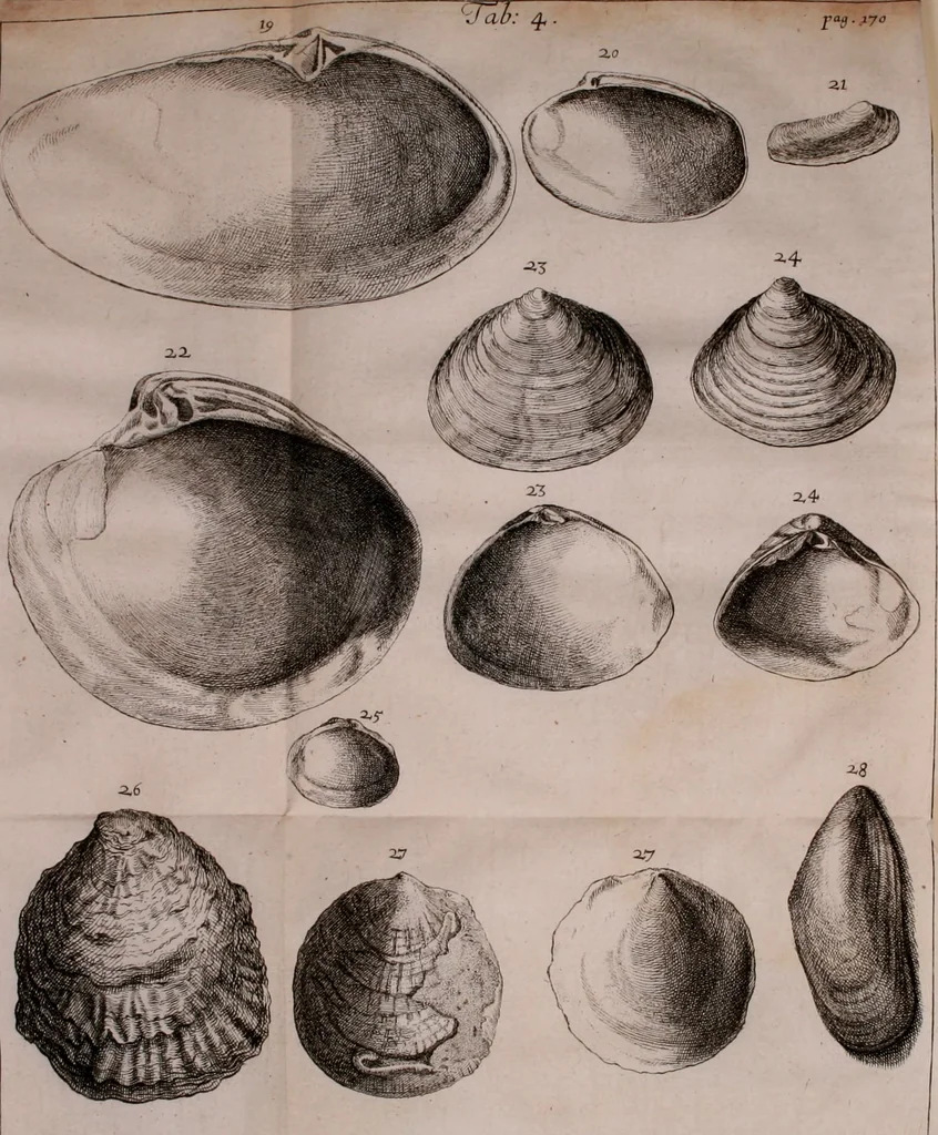 An illustration from Martini Lister e Societate Regia Londini Historiae animalium Angliae tres tractatus : unus de araneis : alter de cochleis tum terrestribus tum fluviatilibus : tertius de cochleis marinis : quibus adjectus est quartus de lapidibus ejusdem insulae ad cochlearum quandam imaginem figuratis : memoriae & rationi, 1678, leaf 196