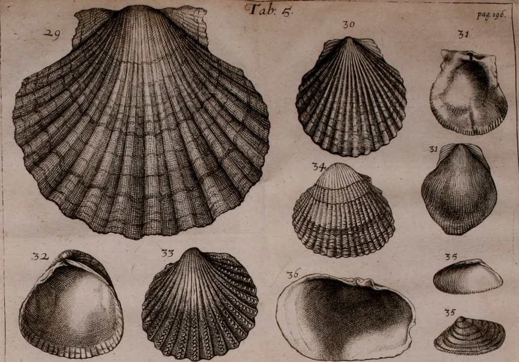 An illustration from Martini Lister e Societate Regia Londini Historiae animalium Angliae tres tractatus : unus de araneis : alter de cochleis tum terrestribus tum fluviatilibus : tertius de cochleis marinis : quibus adjectus est quartus de lapidibus ejusdem insulae ad cochlearum quandam imaginem figuratis : memoriae & rationi, 1678, leaf 226