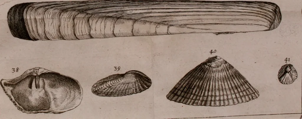An illustration from Martini Lister e Societate Regia Londini Historiae animalium Angliae tres tractatus : unus de araneis : alter de cochleis tum terrestribus tum fluviatilibus : tertius de cochleis marinis : quibus adjectus est quartus de lapidibus ejusdem insulae ad cochlearum quandam imaginem figuratis : memoriae & rationi, 1678, leaf 226