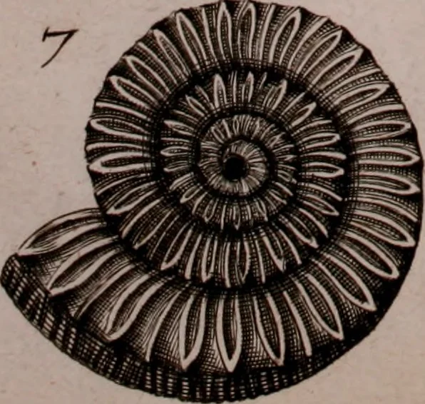 An illustration from Martini Lister e Societate Regia Londini Historiae animalium Angliae tres tractatus : unus de araneis : alter de cochleis tum terrestribus tum fluviatilibus : tertius de cochleis marinis : quibus adjectus est quartus de lapidibus ejusdem insulae ad cochlearum quandam imaginem figuratis : memoriae & rationi, 1678, leaf 237