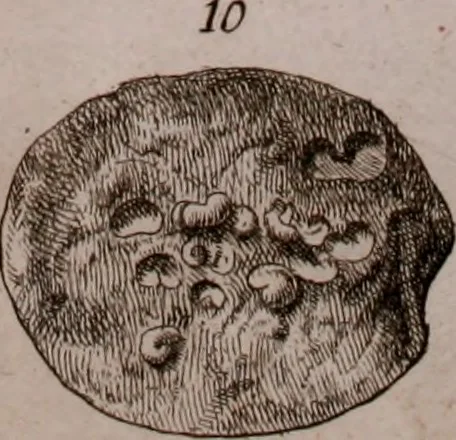 An illustration from Martini Lister e Societate Regia Londini Historiae animalium Angliae tres tractatus : unus de araneis : alter de cochleis tum terrestribus tum fluviatilibus : tertius de cochleis marinis : quibus adjectus est quartus de lapidibus ejusdem insulae ad cochlearum quandam imaginem figuratis : memoriae & rationi, 1678, leaf 237