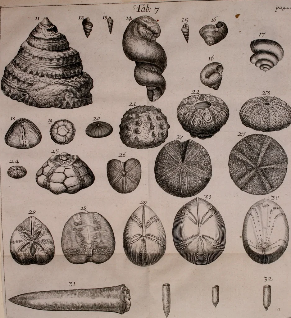An illustration from Martini Lister e Societate Regia Londini Historiae animalium Angliae tres tractatus : unus de araneis : alter de cochleis tum terrestribus tum fluviatilibus : tertius de cochleis marinis : quibus adjectus est quartus de lapidibus ejusdem insulae ad cochlearum quandam imaginem figuratis : memoriae & rationi, 1678, leaf 249