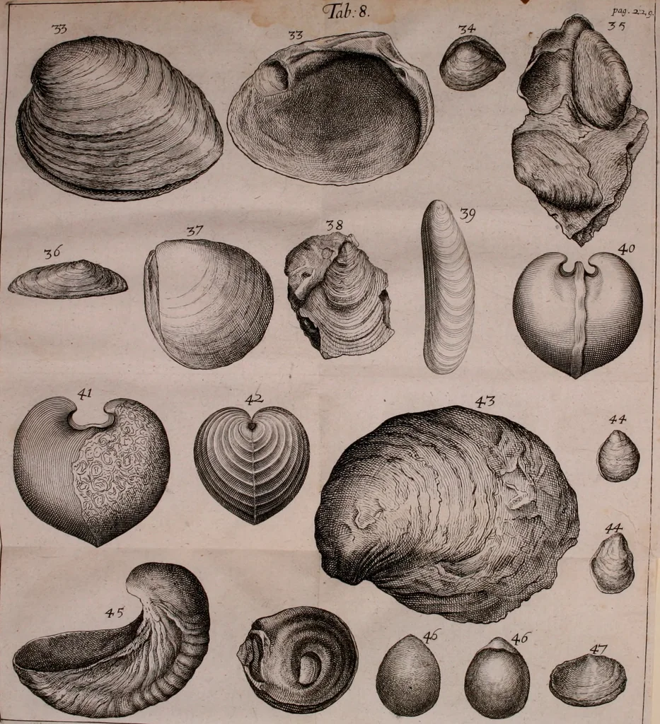 An illustration from Martini Lister e Societate Regia Londini Historiae animalium Angliae tres tractatus : unus de araneis : alter de cochleis tum terrestribus tum fluviatilibus : tertius de cochleis marinis : quibus adjectus est quartus de lapidibus ejusdem insulae ad cochlearum quandam imaginem figuratis : memoriae & rationi, 1678, leaf 269