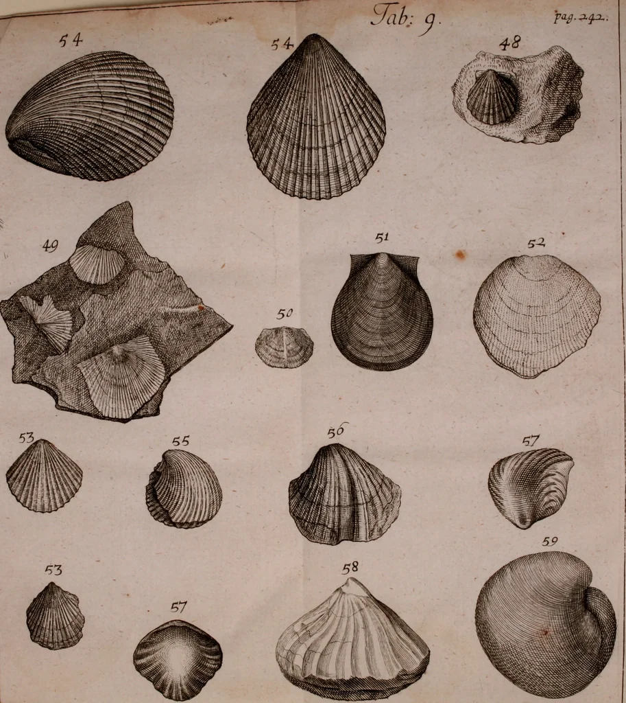 An illustration from Martini Lister e Societate Regia Londini Historiae animalium Angliae tres tractatus : unus de araneis : alter de cochleis tum terrestribus tum fluviatilibus : tertius de cochleis marinis : quibus adjectus est quartus de lapidibus ejusdem insulae ad cochlearum quandam imaginem figuratis : memoriae & rationi, 1678, leaf 285