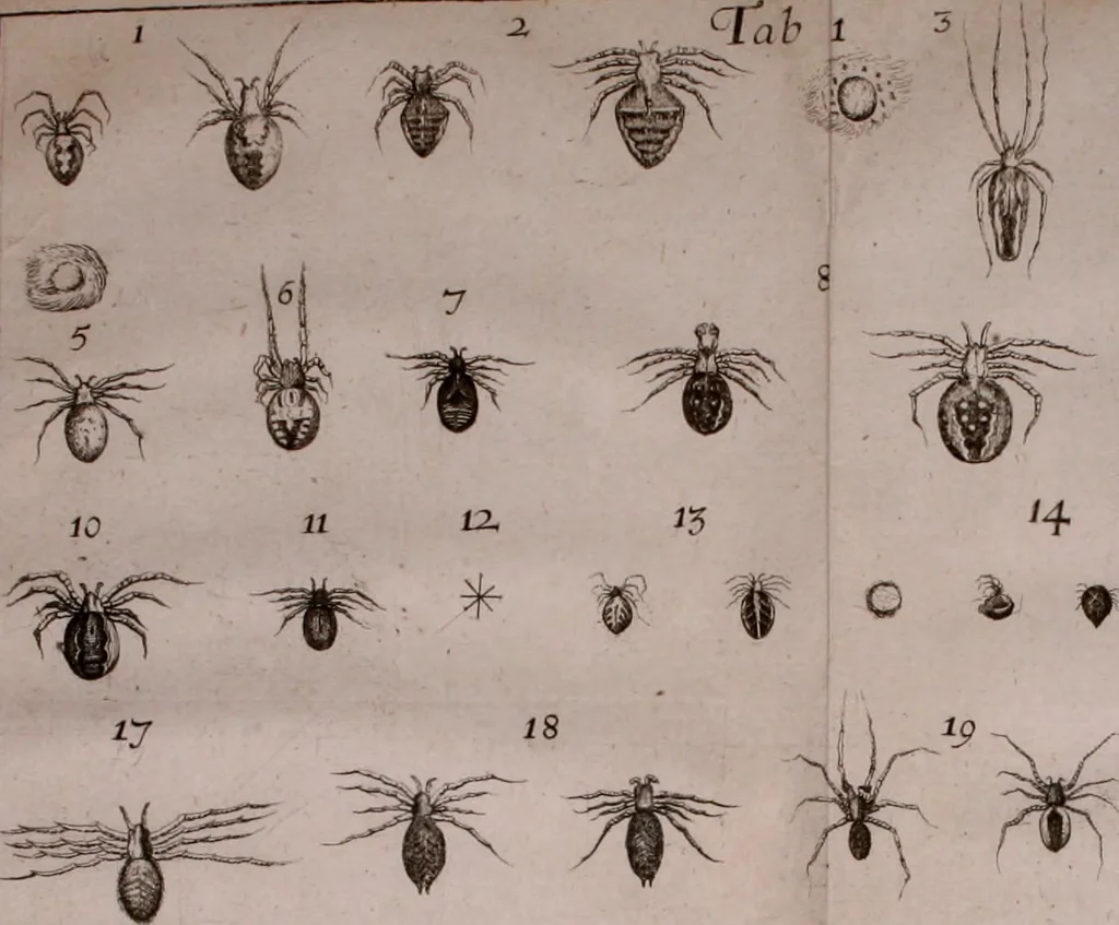 An illustration from Martini Lister e Societate Regia Londini Historiae animalium Angliae tres tractatus : unus de araneis : alter de cochleis tum terrestribus tum fluviatilibus : tertius de cochleis marinis : quibus adjectus est quartus de lapidibus ejusdem insulae ad cochlearum quandam imaginem figuratis : memoriae & rationi, 1678, leaf 33