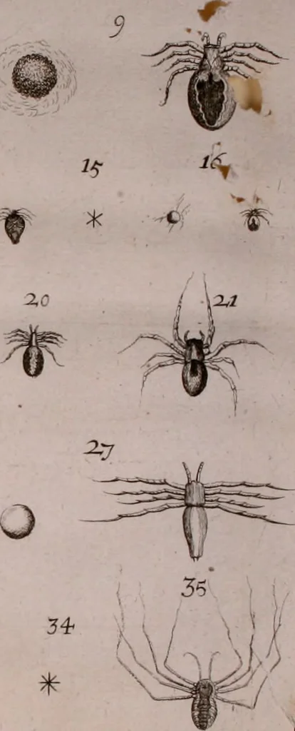 An illustration from Martini Lister e Societate Regia Londini Historiae animalium Angliae tres tractatus : unus de araneis : alter de cochleis tum terrestribus tum fluviatilibus : tertius de cochleis marinis : quibus adjectus est quartus de lapidibus ejusdem insulae ad cochlearum quandam imaginem figuratis : memoriae & rationi, 1678, leaf 33