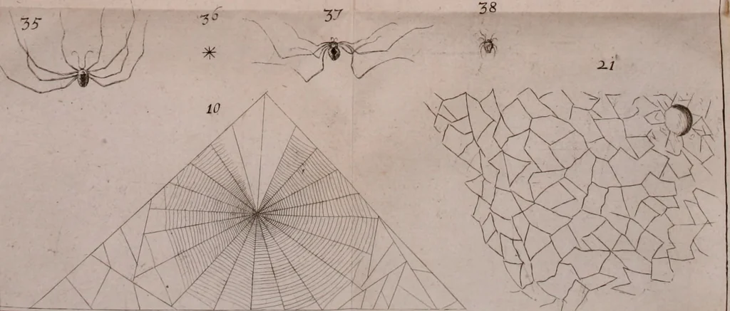 An illustration from Martini Lister e Societate Regia Londini Historiae animalium Angliae tres tractatus : unus de araneis : alter de cochleis tum terrestribus tum fluviatilibus : tertius de cochleis marinis : quibus adjectus est quartus de lapidibus ejusdem insulae ad cochlearum quandam imaginem figuratis : memoriae & rationi, 1678, leaf 33
