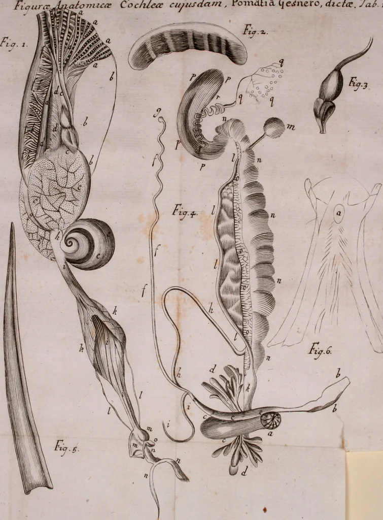 An illustration from Martini Lister Exercitatio anatomica : in qua de cochleis, maximè terrestribus & limacibus, agitur : omnium dissectiones tabulis aeneis, ad ipsas res affabrè incisis, illustrantur : dissecanda sunt, non solùm humana cadavera; sed & aves, pisces, quadrupedia, insecta, amphibia, &c. ut singularum partium innotesceret officium: cùm aut quaedam in aliquibus deficiant, aut quid analogum reperiatur, aut saltem notanda occurrat aliqua diversitas, quae saepè maximam lucem afferat Adrianus Auzoutius, 1694, leaf 219